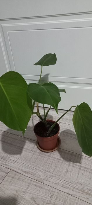 Монстера комнатные цветы