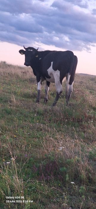 Vând juninci gestante de rasă holstein