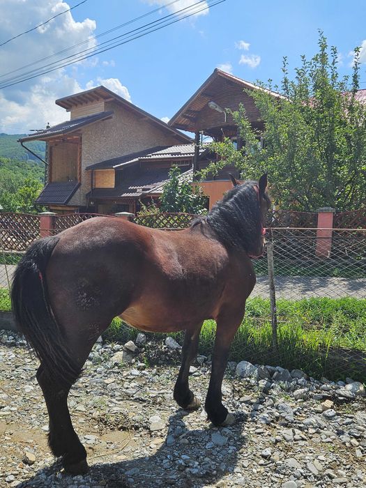 Vreau sa vand o manza de 1 an 7 luni
