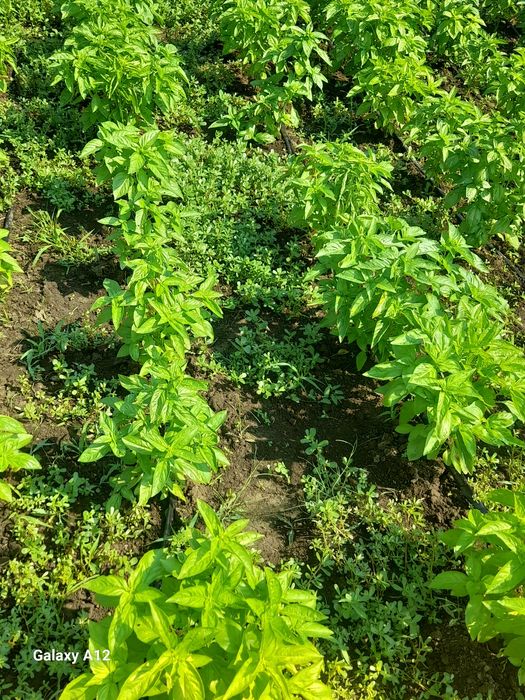 Busuioc genovez fara pesticide,pentru salate,pesto,ceai,sosuri!