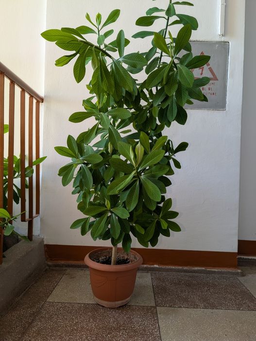 Planta ornamentala apartament