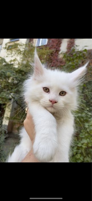 Мейн кун бедоснежные котята