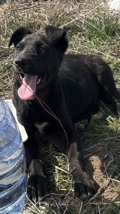 Щенки в добрые руки