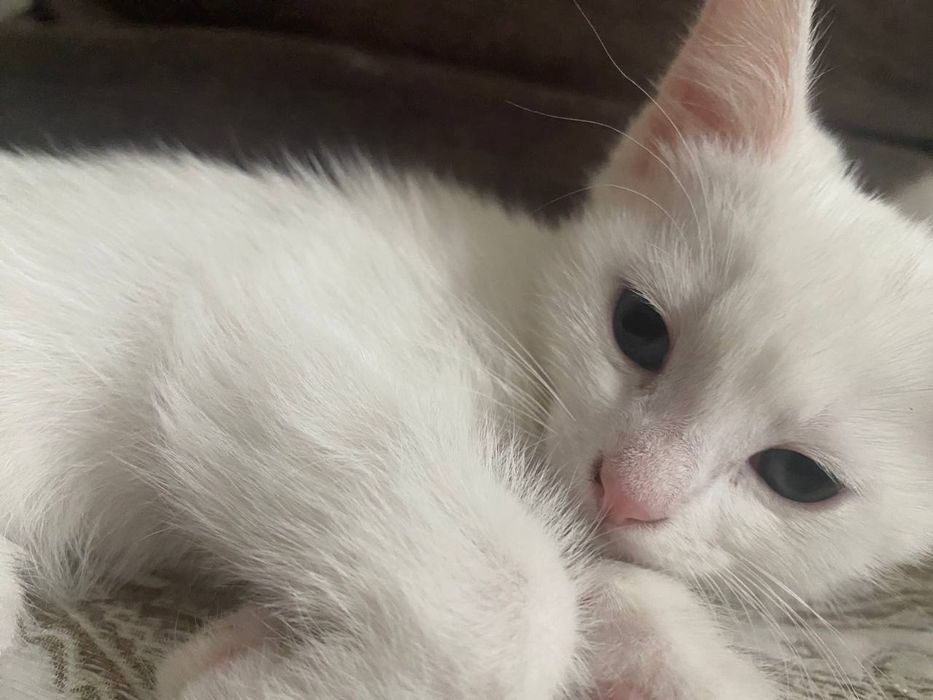 Котёночек  Ангора