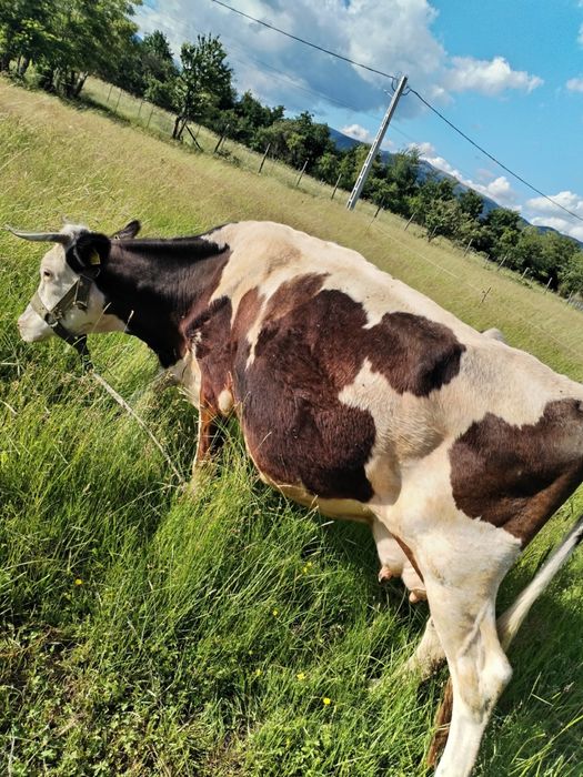 Vând vacă bălțată