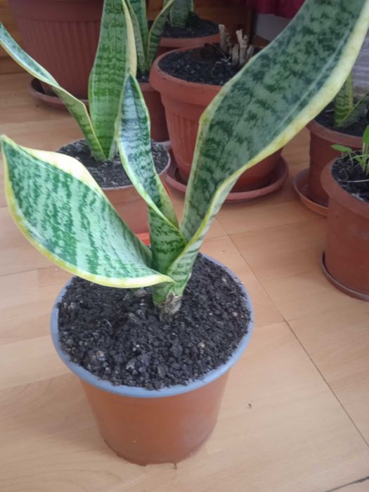 Сансевиера 2 броя