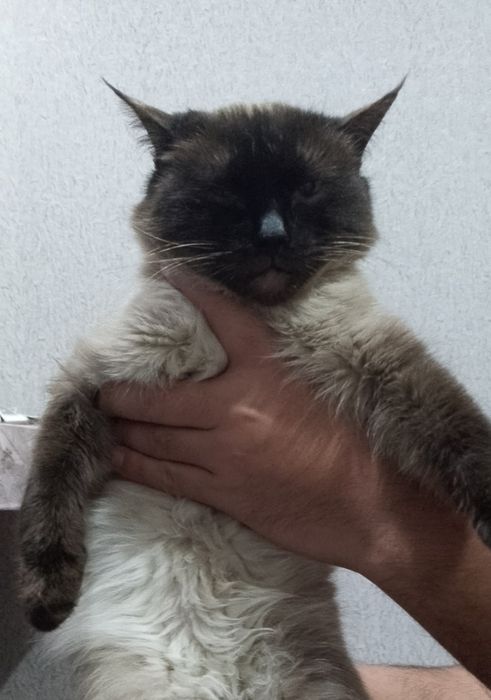 Mushuk sotiladi Siyamiskiy