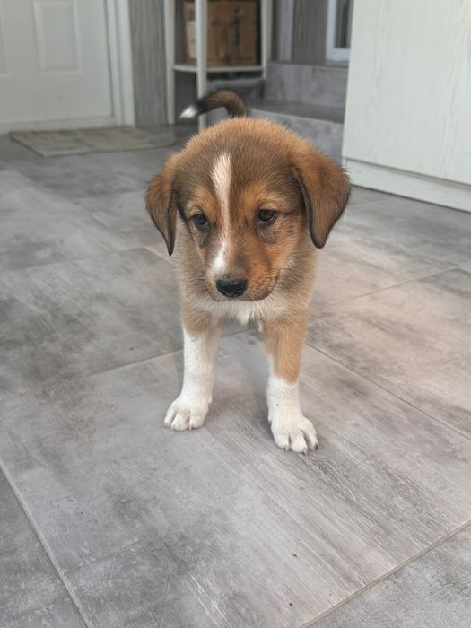 Cățeluși pentru adopție