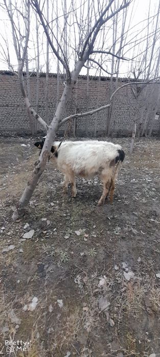 Gunojin sotladi  soglom