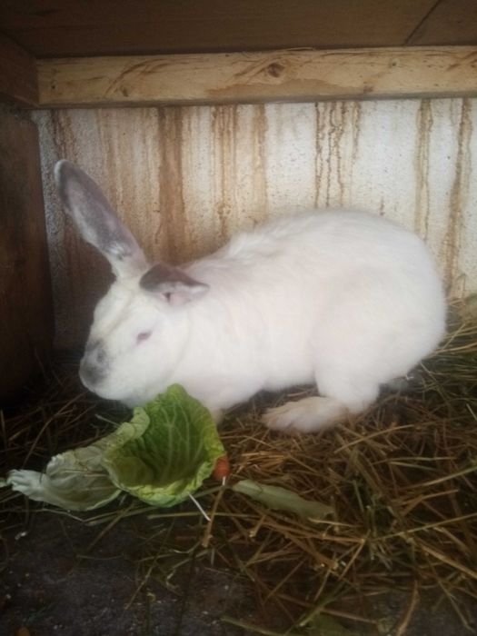 Vând iepuri rasele gat de leu și uriaș de transilvania