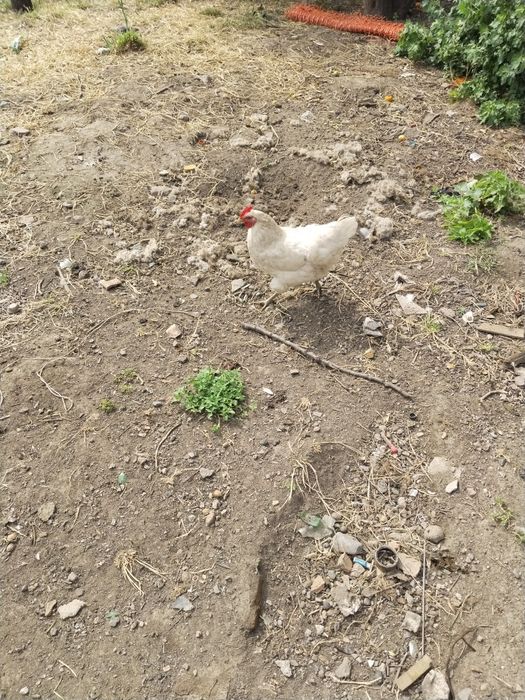 Продам курей кученские