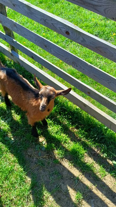 CĂPRIȚE DE VÎNZARE CU CITE 2 Ieduți și un tap