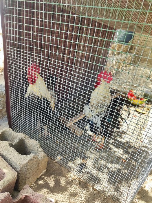 Продам  кур загорская лососьовый