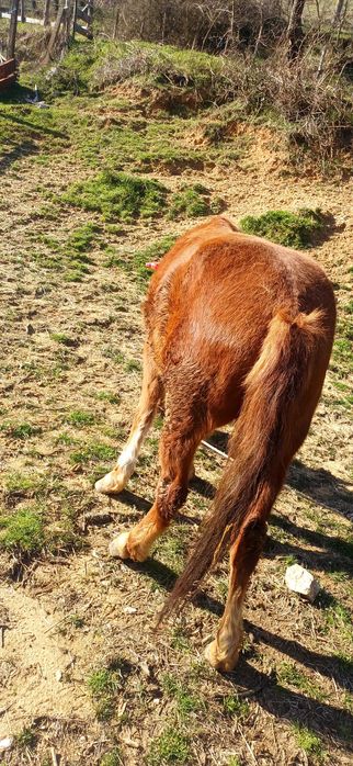 Продавам кон със самар