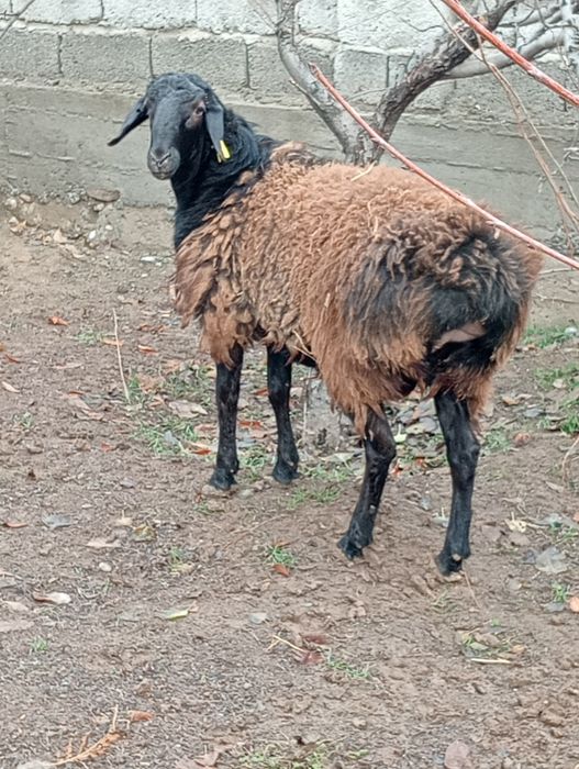 Кой кошкар семыз