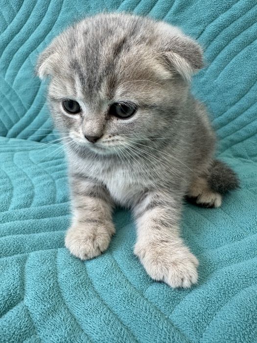 Продам вислоухих котят