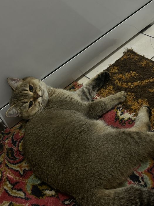 Отдам кошку в добрые руки