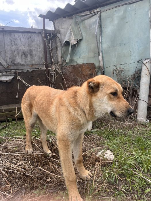 Алабай сатылады срочно