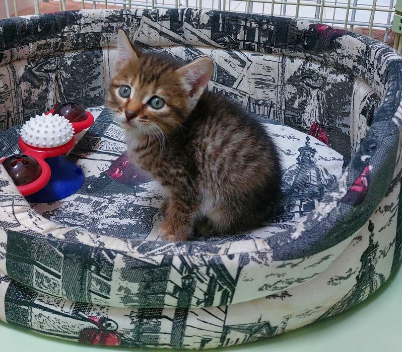 Симпатичная кошечка девочка