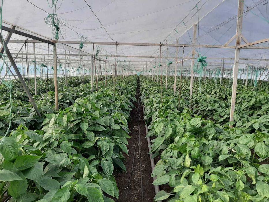 Продам тепличный комплекс
