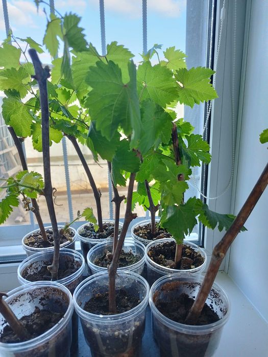 Саженцы винограда