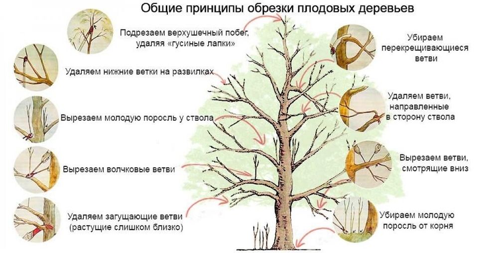 Садовник Богбон.