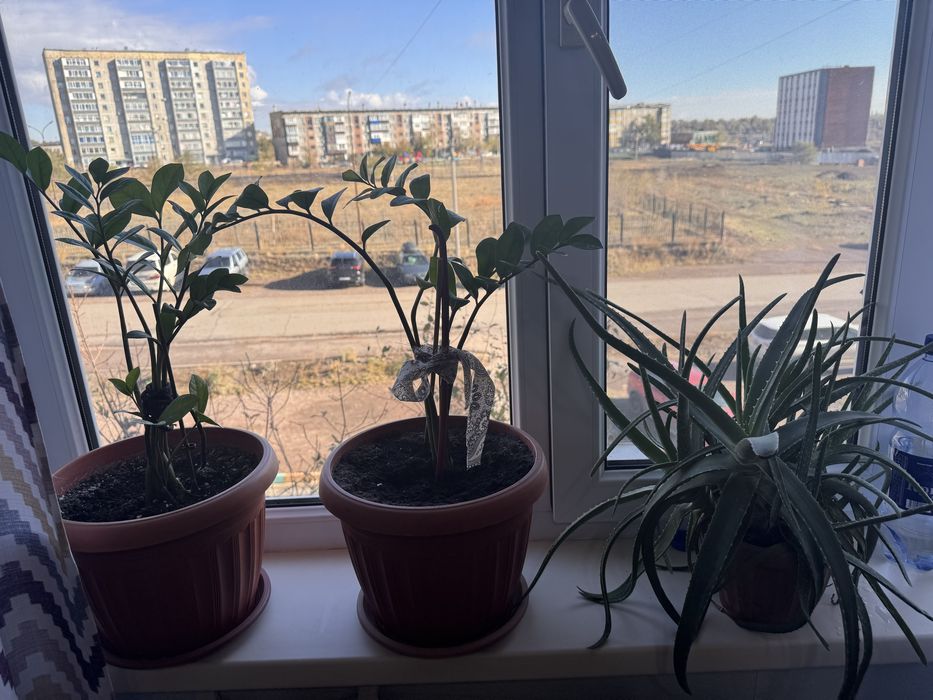 Продам комнатные цветы