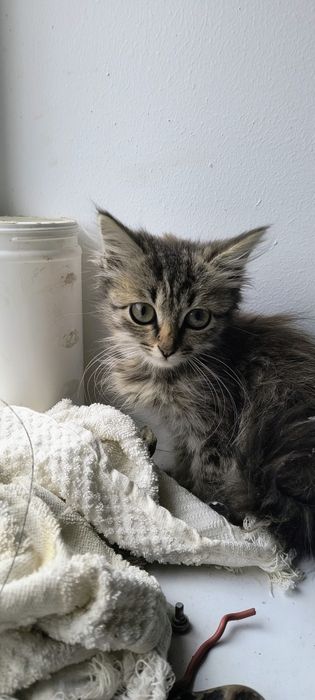 Отдам котенка Девочку в добрые руки