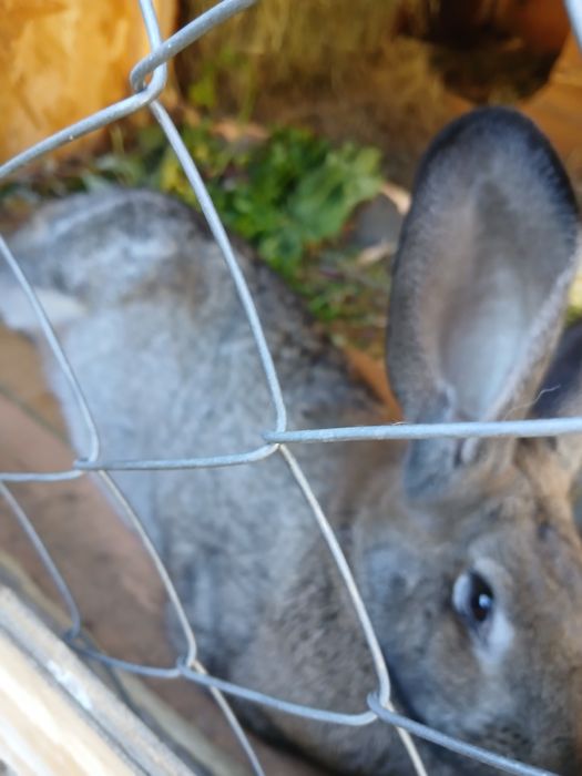 De vânzare iepuroaica