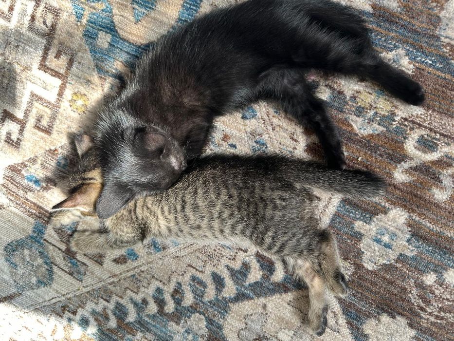 Отдам в добрые руки котяток
