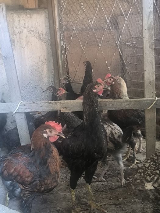 Joʻja xoʻroz va tovuqlar