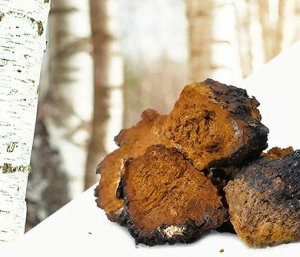 Чага березовый гриб из России