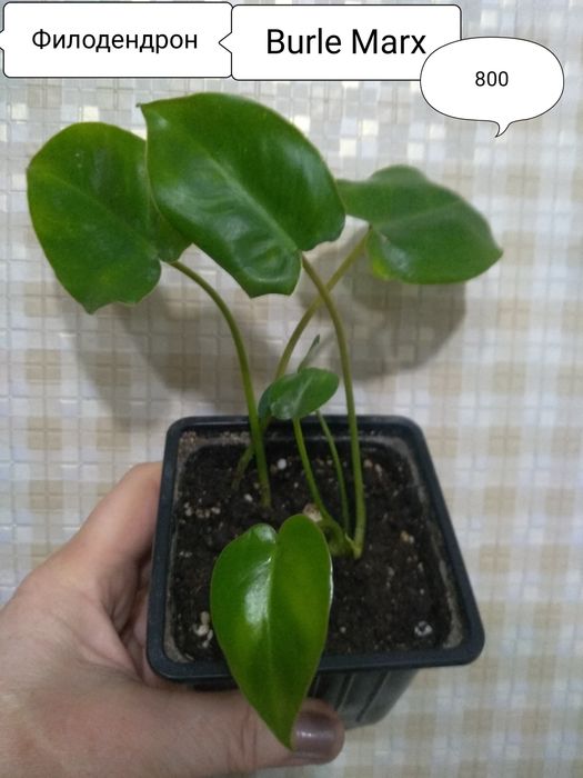 Продам цветы,любой за 800