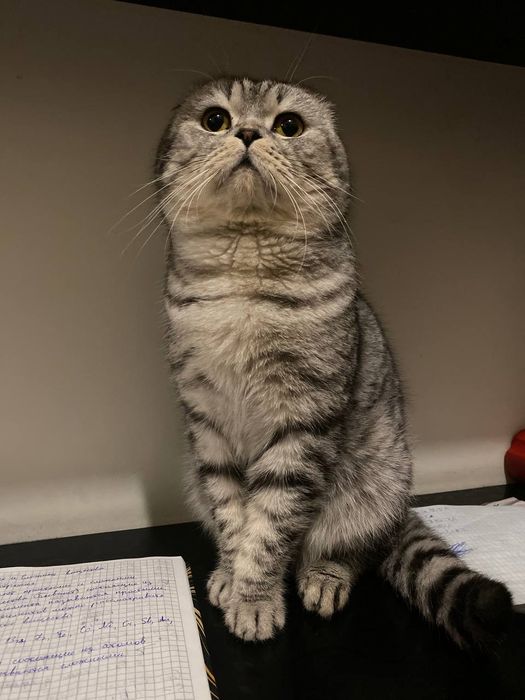 Шотландский вислоухий кот ищет любящий дом