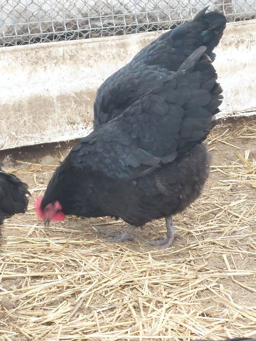 Oua incubat Australorp negru