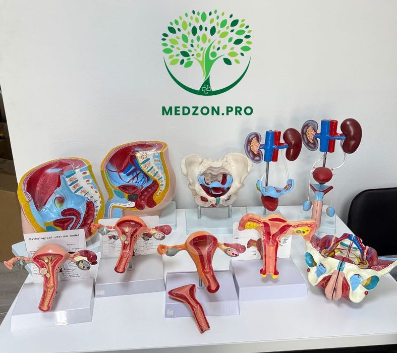 Анатомические Муляж для гинекология и урология.