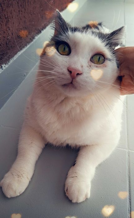 Adoptie motan alb castrat