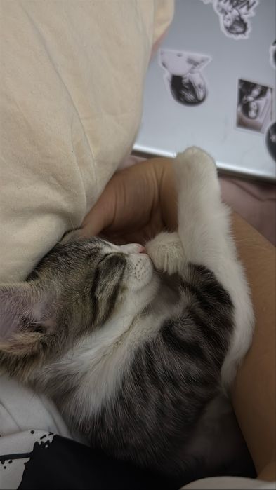 Отдам котенка даром