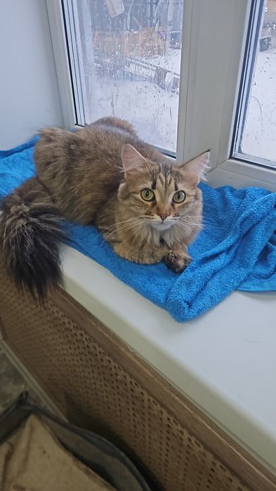 Пристраиваеться в хорошие руки