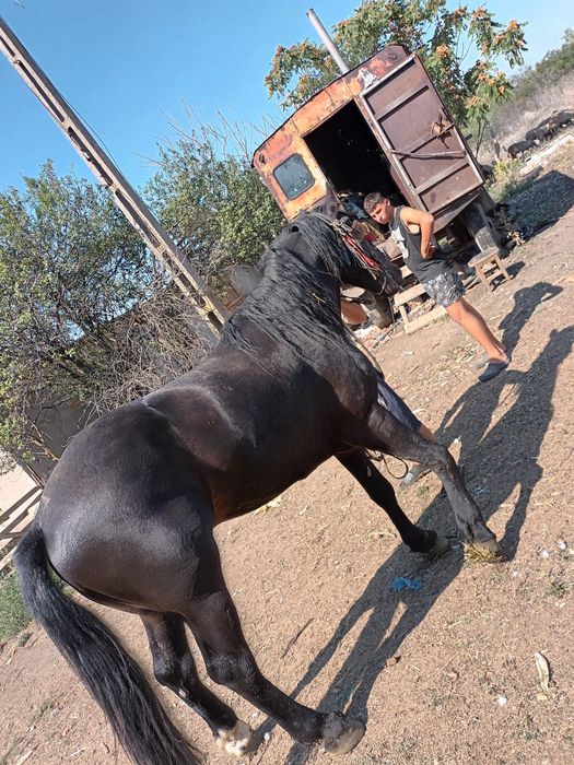 Armăsar de vânzare