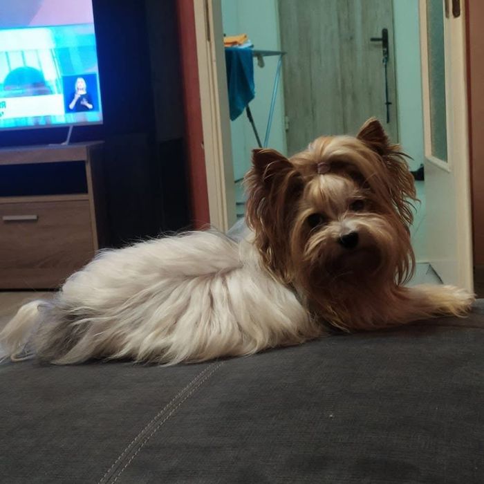 Бивер йоркширски териер