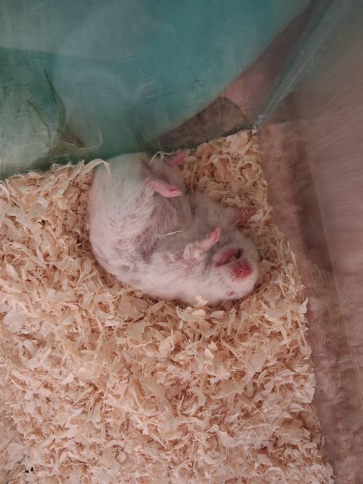 Продам сирийских хомяков ручных и ласковых.