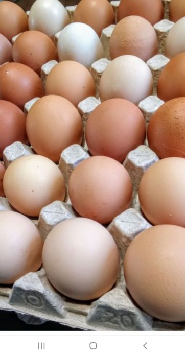 Куриные Инкубационые Яйца