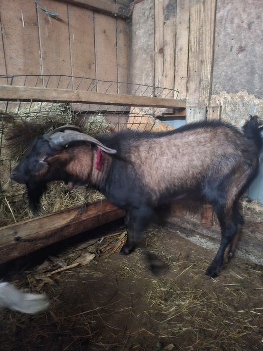 Țap alpin de anul trecut