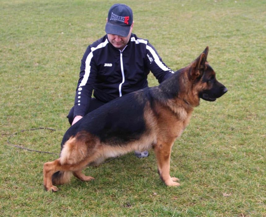 Mascul ciobanesc german