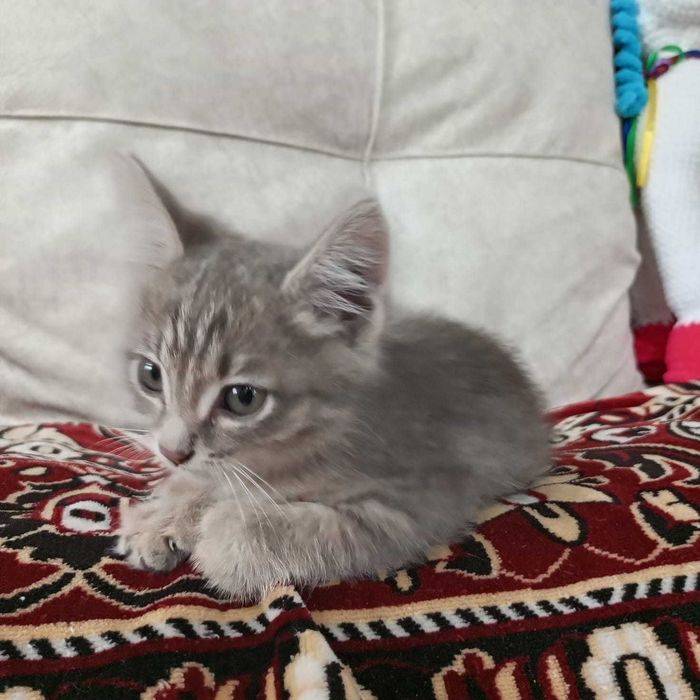 Отдам котенка в хорошие добрые руки