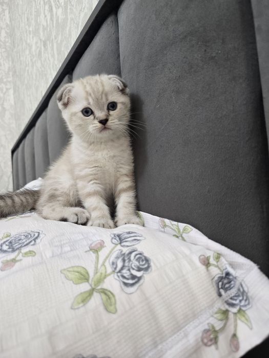 Продается породистый котенок скотиш фолд мальчик