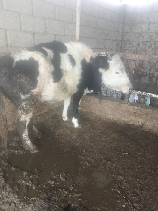 Бордақы сиырлар сатылады