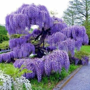 Vand catalpa altoita la ghiveci  și  glicina altoita lghiveci