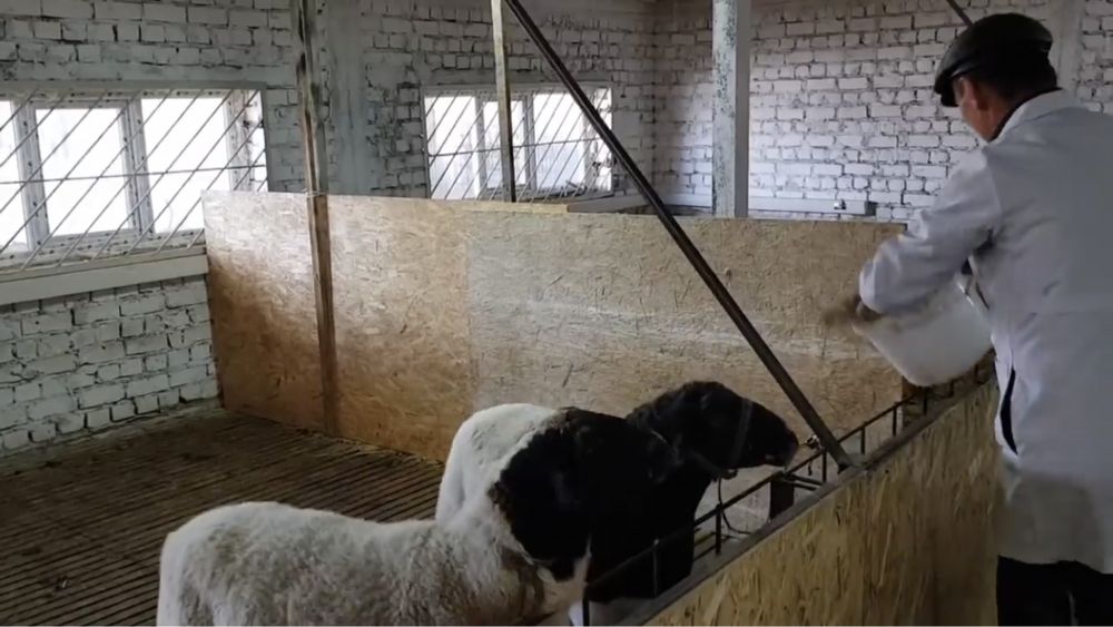 Чистокровные дорперы,  дорпер